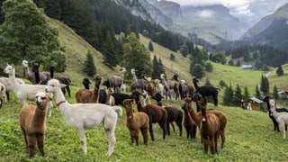 Regionaljournal Ostschweiz