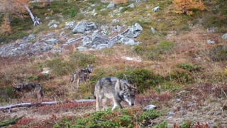 Regionaljournal Ostschweiz