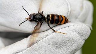 Regionaljournal Ostschweiz