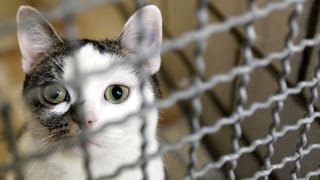 Regionaljournal Ostschweiz