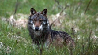 Regionaljournal Ostschweiz