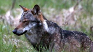 Regionaljournal Ostschweiz