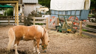 Country Special