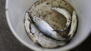 «Einheimische Fische könnten bald aussterben» auf einer neuen Seite abspielen.