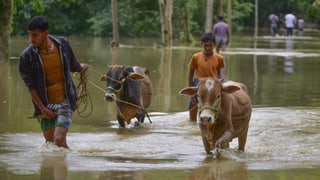 «Indien leidet unter Hitze und Überschwemmungen» auf einer neuen Seite abspielen.