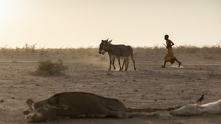 «Hungerkrise in Ostafrika spitzt sich zu» auf einer neuen Seite abspielen.