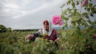 «Bulgarien: Waffen statt Rosen» auf einer neuen Seite abspielen.