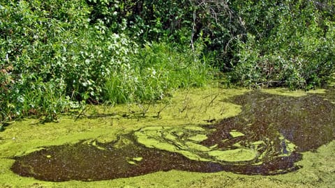 Algen im Gartenteich - Musikwelle Magazin - SRF