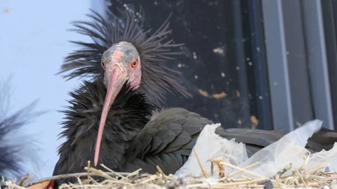 Waldrapp mit Federn auf einem Nest sitzend.
