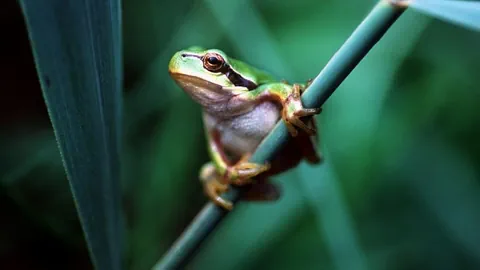 Laubfrosch