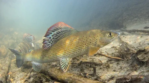 Unterwasseraufnahme von Äschen im Fluss mit Kieselboden.