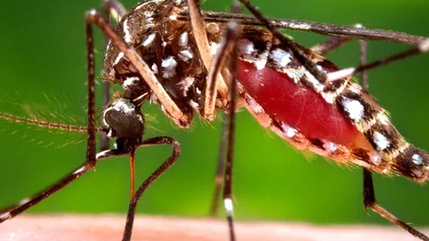 Zika-Mücke.