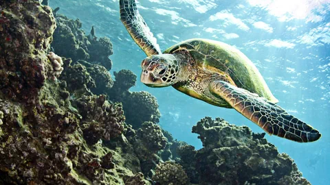 eine Schildkröte im Meer