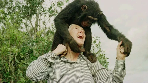 Ein Schimpanse sitzt Jane Goodall auf den Schultern.