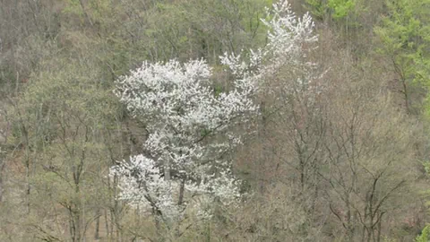 Bäume mit weissen Blüten in einem Wald.