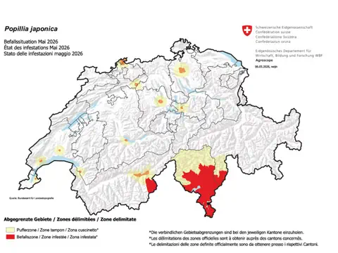 Karte der Popillia japonica Befallssituation in der Schweiz, Mai 2026, mit markierten Zonen.