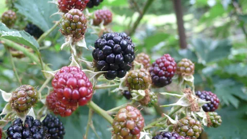 Nahaufnahme von Brombeeren an einem Strauch.