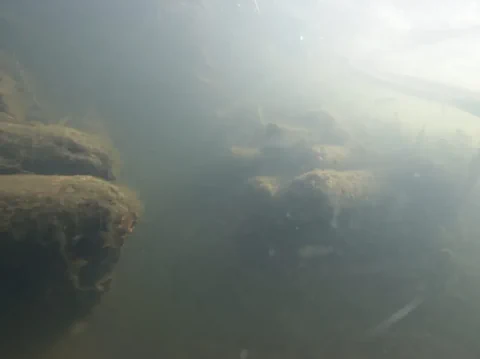 Unterwasseransicht von Baumstämmen in trübem Wasser.