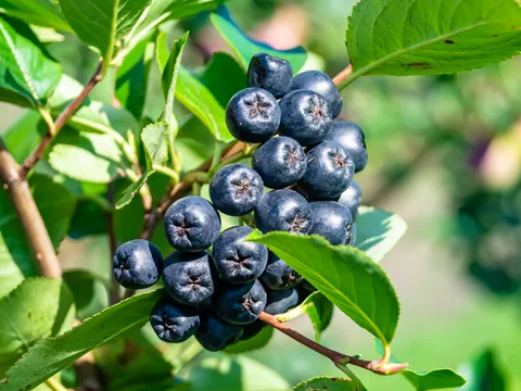 Aroniabeeren am Strauch