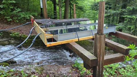Eine Holzkonstruktion über im Wald über einem Bach.