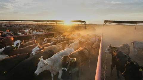 Rinderherde im Staub bei Sonnenuntergang.