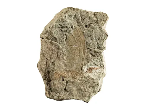 Grauer Felsen mit feiner Struktur.