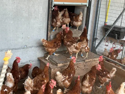 Mehrere braune Hühner, die eine Rampe in einen Stall hochgehen.