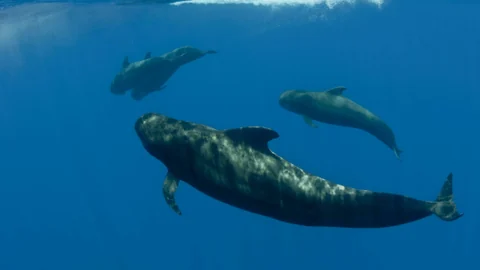 Grindwale im Meer