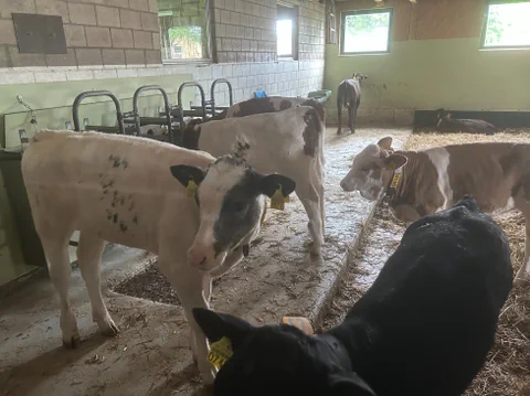 Kälber in einem Stall mit Strohboden.
