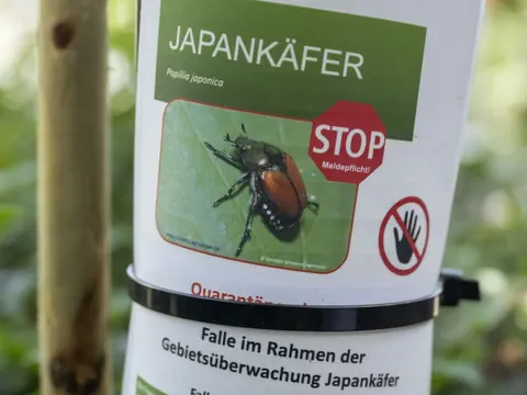 Warnschild für Japankäfer an Falle
