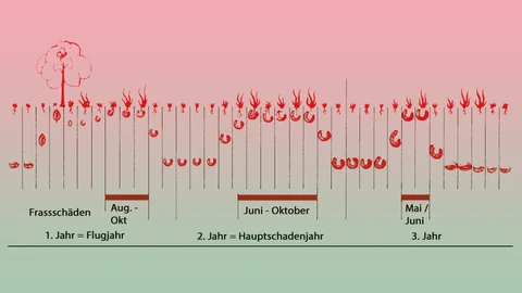 Grafik, die die aktiven Monate der Engerlinge zeigt.