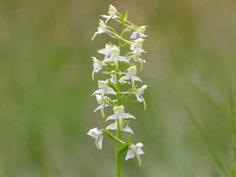 Weisse Orchideenblume in der Natur.