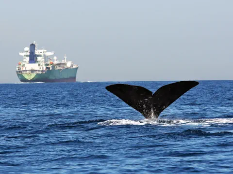 Walflosse im Meer mit einem grossen Schiff im Hintergrund.