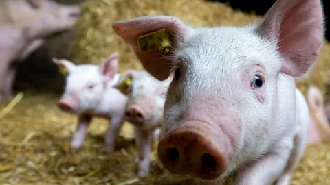 Ferkel im Stroh