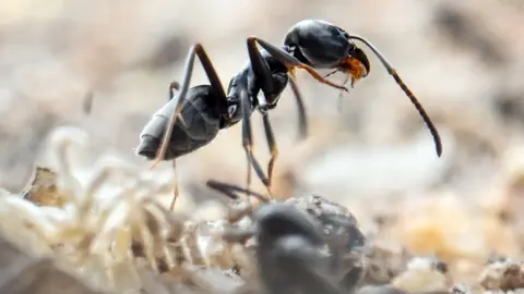 Makroaufnahme einer Ameise auf Erde.