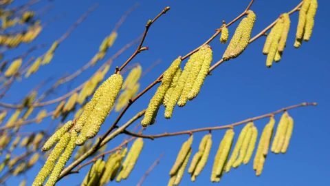 Nahaufnahme von Haselnusskätzchen vor blauem Himmel.