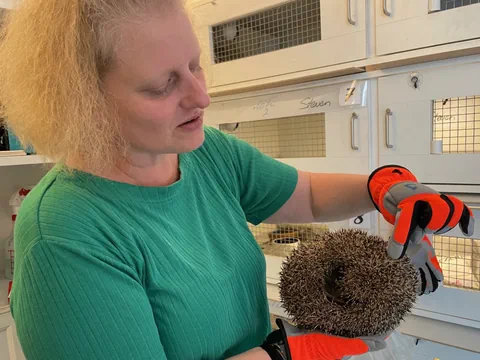 Igel in der Igelstation Binningen BL