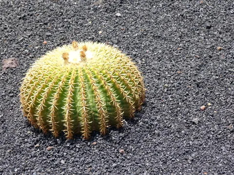 Ein Schwiegermutterkaktus auf Kieselsteinen.