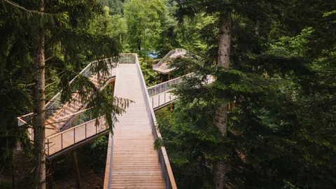 Holzsteg durch bewaldetes Gebiet in den Baumwipfeln.