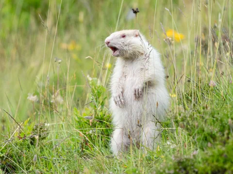 In einer Blumenwiese sitzt ein weisses Albino Murmeltier. 