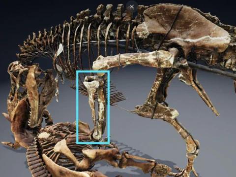 Ein Dinosaurierskelett mit blauem Rahmen.