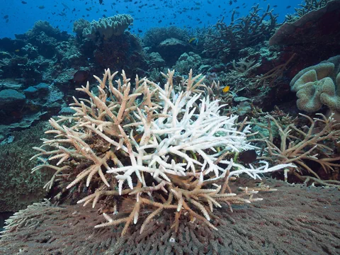 Eine Koralle mit beginnender Bleiche.