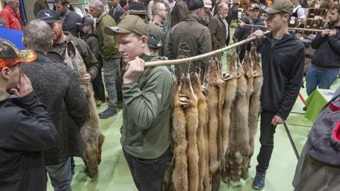 Jäger tragen eine Stange mit hängenden Fuchsfellen durch die Halle.