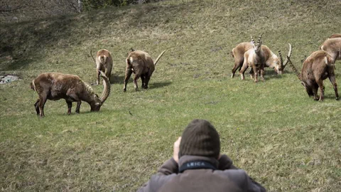 Steinböcke auf einer Wiese, im Vordergrund ein Fotograf