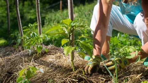Gärtnern mit Mulch