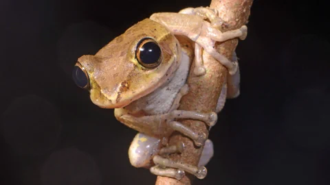 Ein Frosch klammert sich an einem Ast fest.