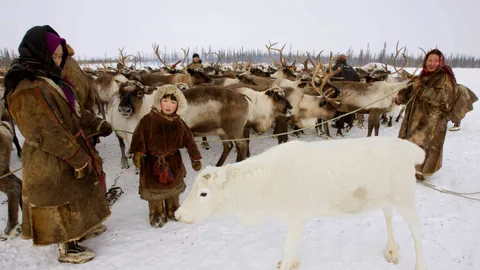 Menschen in Fellkleidung mit einer Herde Rentieren.