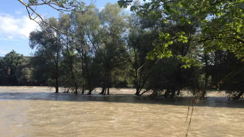 Bäume in einer Überschwemmung