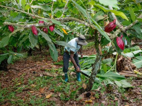 Erntearbeiter unter Kakobaum