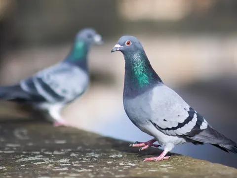 Tauben am Boden 